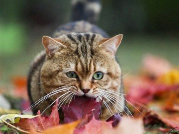Погода в Луцьку та Волинській області на вівторок, 9 жовтня