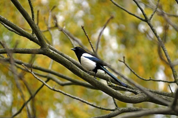 Осінній Луцьк. ФОТО