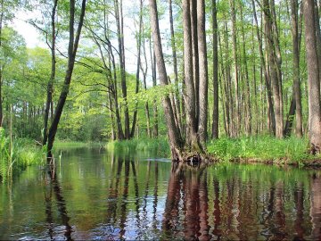Волинський фотограф показав красу «високої води» річки Стохід. ФОТО