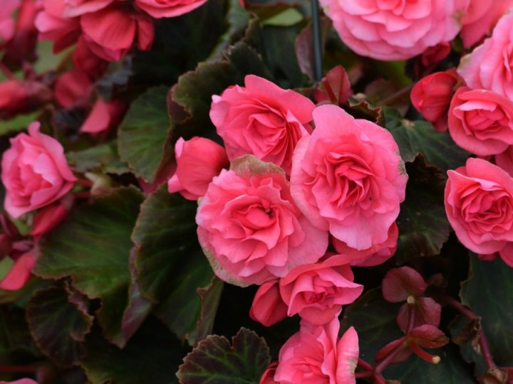 Якою буде погода у Луцьку та на Волині у неділю, 24 серпня