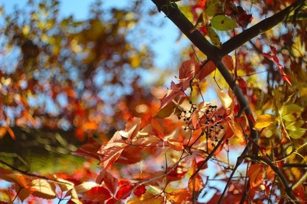 Фотовиставка Ольги Абрамової
