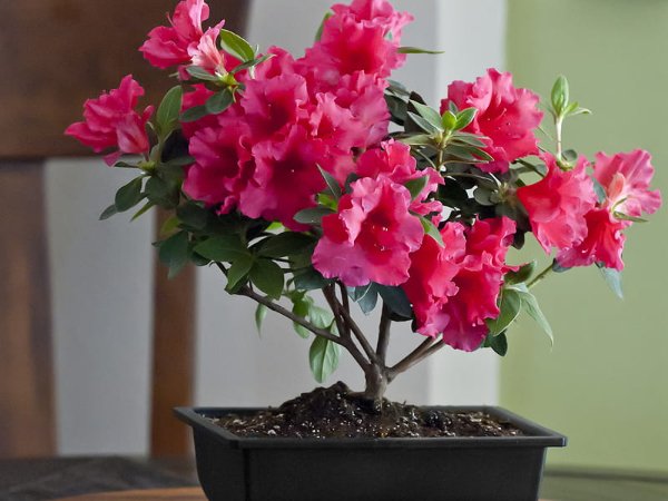 ТОП-7 небезпечних для дітей кімнатних рослин