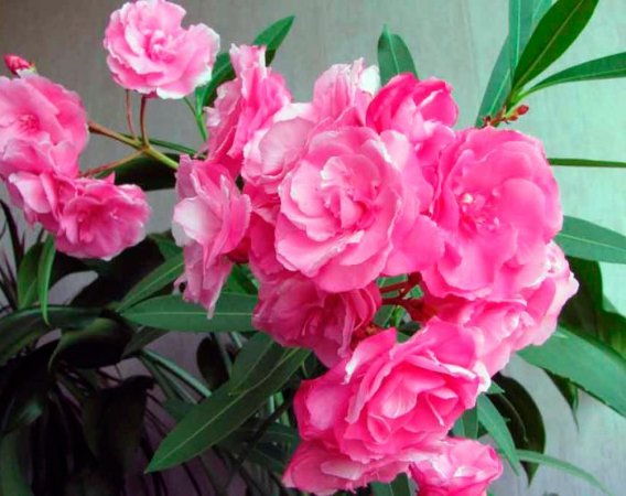 ТОП-7 небезпечних для дітей кімнатних рослин