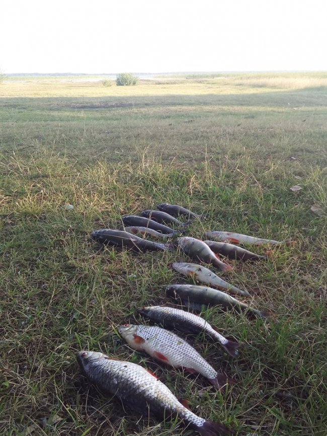 На Світязі спіймали браконьєра, який ловив рибу двома сітками. ФОТО