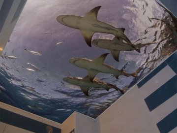 Фотодрук на натяжних стелях: переваги та вплив на навколишнє середовище*