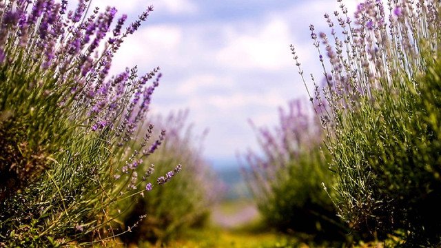 На Закарпатті створили найбільше лавандове поле в Україні. ВІДЕО