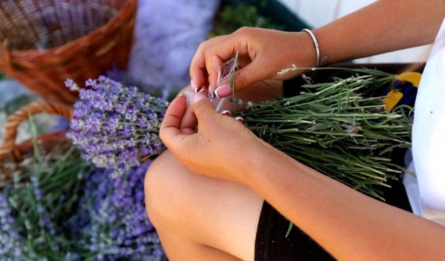 На Закарпатті створили найбільше лавандове поле в Україні. ВІДЕО