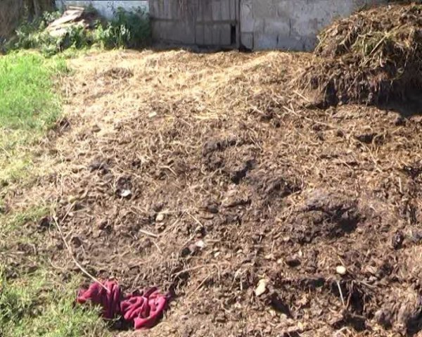 Керівник церковного хору закопала свою новонароджену дитину у гній. ФОТО