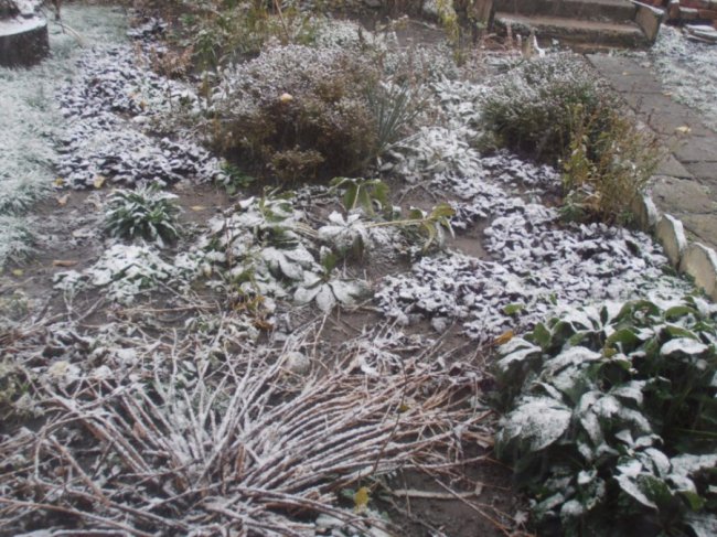 Мокрий і лапатий: на Волині - сніг. ФОТО