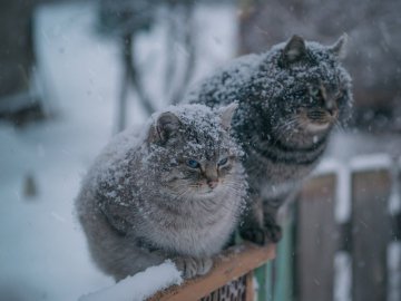 Погода в Луцьку та Волинській області на завтра, 20 листопада