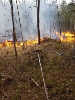 На Великдень невідомі підпалили волинський ліс. ФОТО