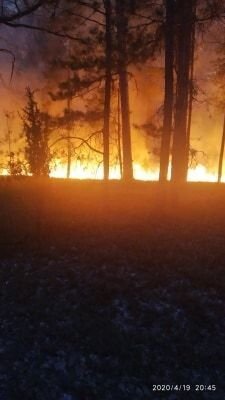 На Великдень невідомі підпалили волинський ліс. ФОТО