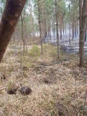 На Великдень невідомі підпалили волинський ліс. ФОТО