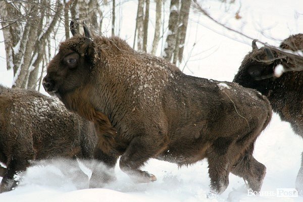 Волинські лісівники показали живих зубрів. ФОТО