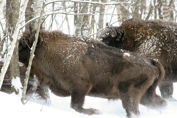 Волинські лісівники показали живих зубрів. ФОТО