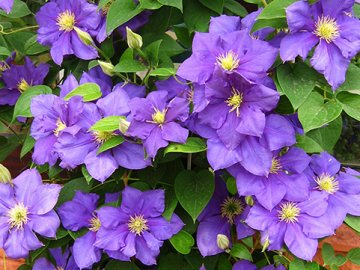 Які клематиси посадити в своєму саду цієї весни?*