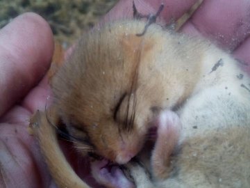 У лісі на Волині знайшли червонокнижну соню. ФОТО