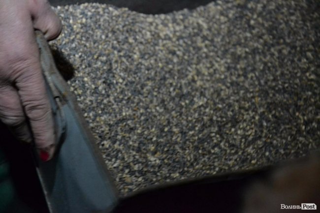 Банк насіння, плантації, шишкосушарки: як на Волині готують «нові ліси»