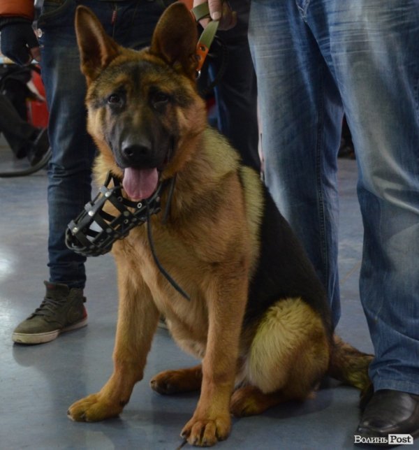 У Луцьку ‒ виставка собак. ФОТО