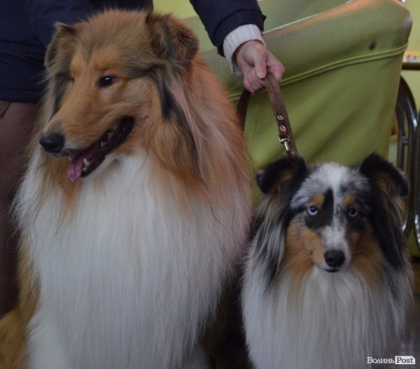 У Луцьку ‒ виставка собак. ФОТО