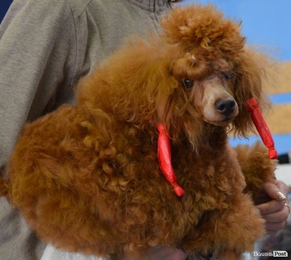 У Луцьку ‒ виставка собак. ФОТО