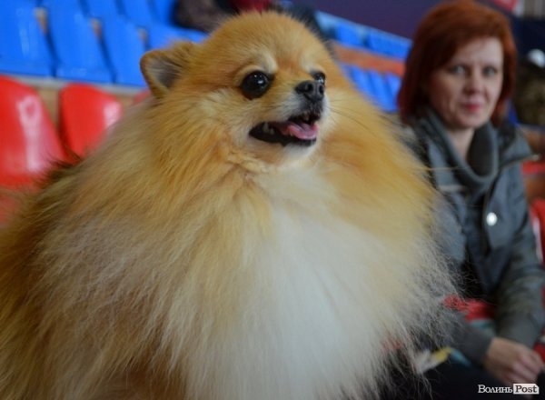 У Луцьку ‒ виставка собак. ФОТО