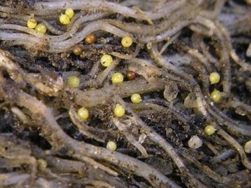 На Волині і Рівненщині виявили шкідника, який знищує картоплю