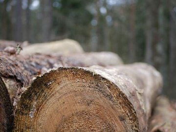Волинянин заплатив понад 30 тисяч за п'ять зрубаних сосен