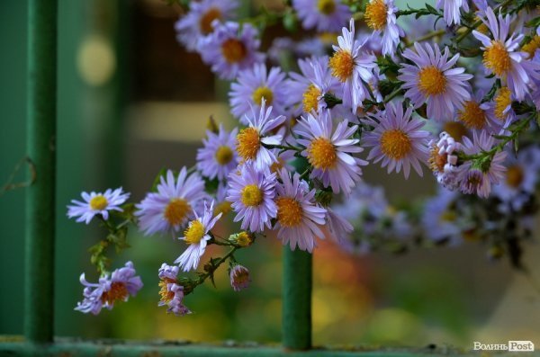 Фотопогляд: проспект Перемоги
