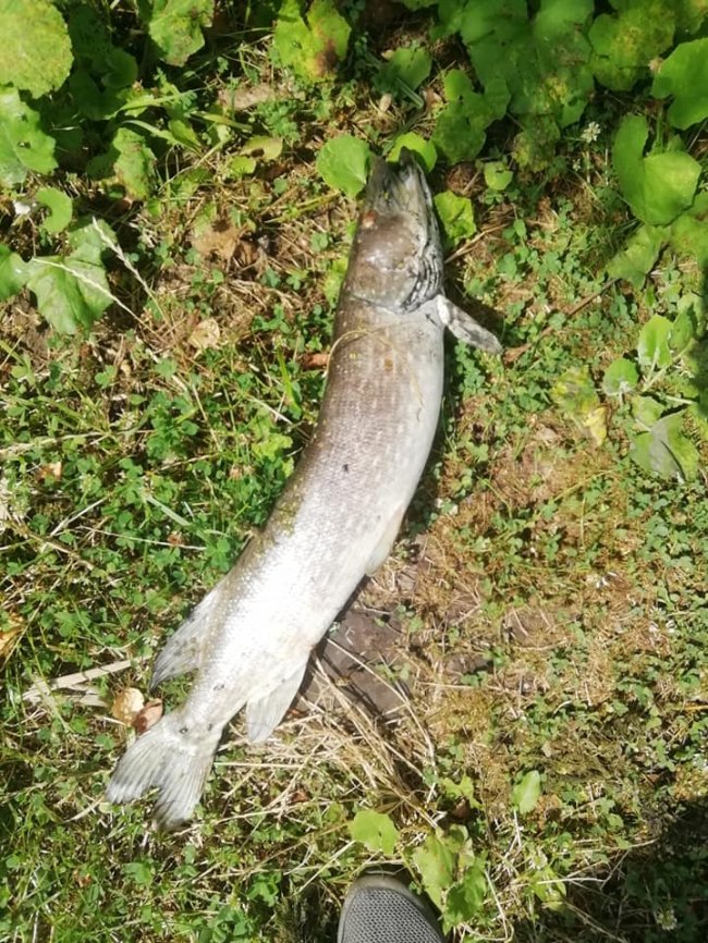 Купи дохлої риби і сморід: на Волині виявили підозрілу водойму. ФОТО