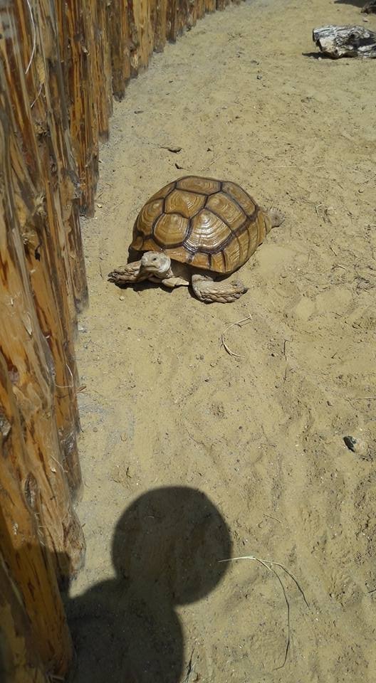 Вольєри без кордонів: чим відрізняється Одеський біопарк від Луцького зоопарку. ФОТО