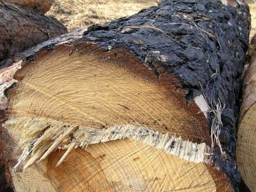 Сільський голова наказав незаконно рубати дерева