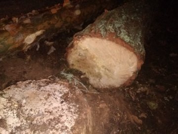 Затримали двох волинян, які вночі вирубували ліс