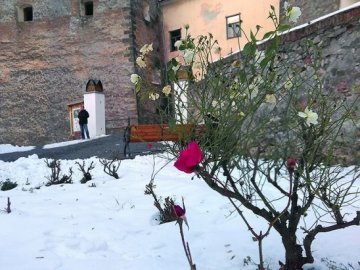 На Закарпатті взимку зацвіли троянди