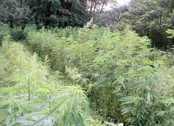 Волинська міліція «зачистила» конопляне поле. ФОТО