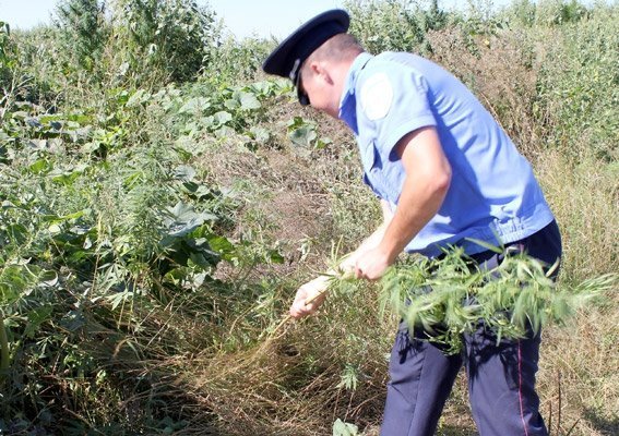 Волинська міліція «зачистила» конопляне поле. ФОТО