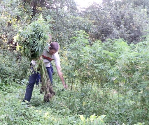 Волинська міліція «зачистила» конопляне поле. ФОТО