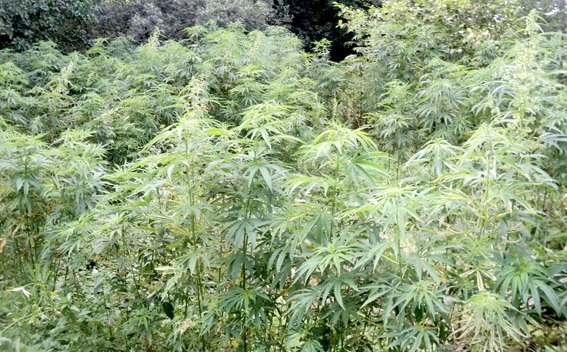 Волинська міліція «зачистила» конопляне поле. ФОТО