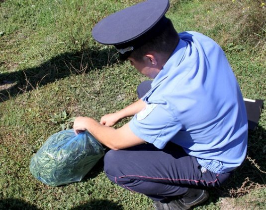 Волинська міліція «зачистила» конопляне поле. ФОТО