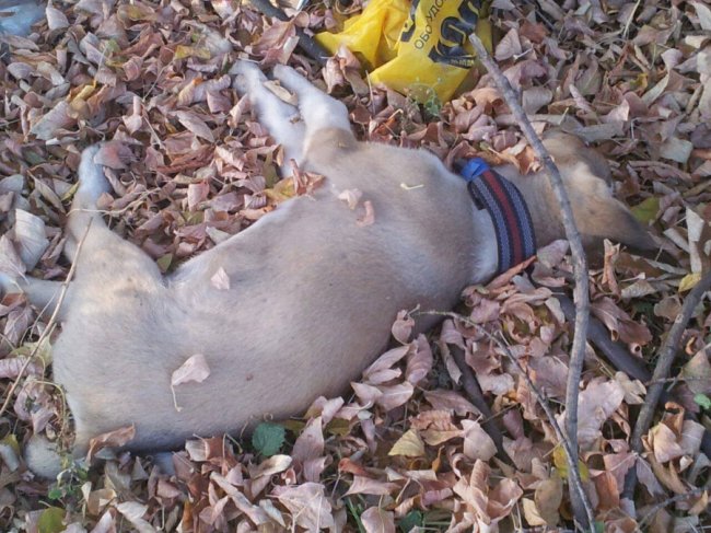 У Луцьку комунальники 5 днів не забирають з вулиці мертвого пса