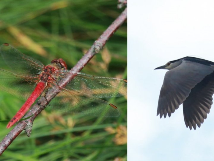 На Волині зафіксували нові види тварин
