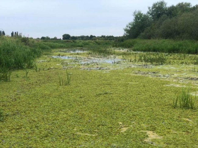 У Ковелі річка перетворилася на болото. ФОТО