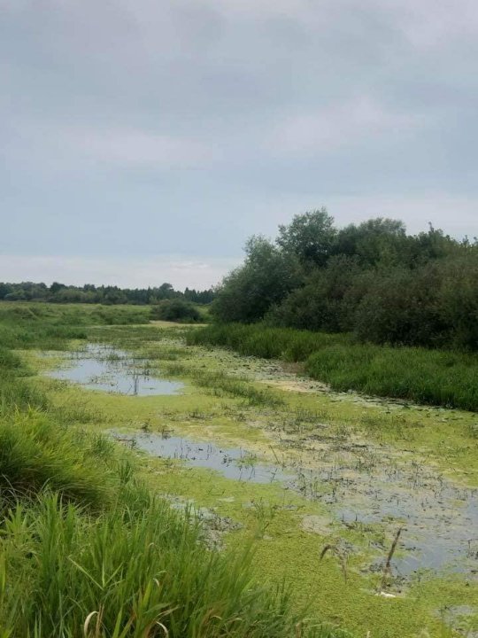 У Ковелі річка перетворилася на болото. ФОТО