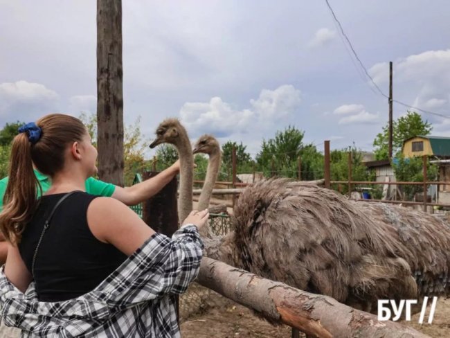 Колишній зварювальник з Волині вирощує страусів та павичів. ФОТО, ВІДЕО