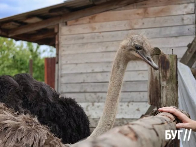 Колишній зварювальник з Волині вирощує страусів та павичів. ФОТО, ВІДЕО