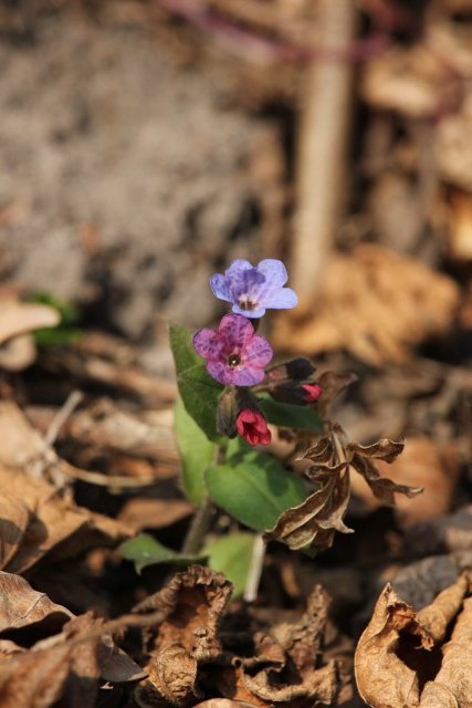 У «Цуманській пущі» зафіксували рідкісних тварин та рослин. ФОТО