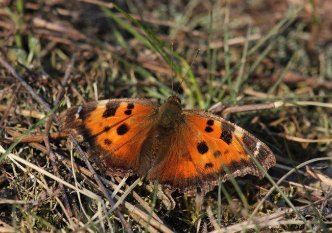 У «Цуманській пущі» зафіксували рідкісних тварин та рослин. ФОТО