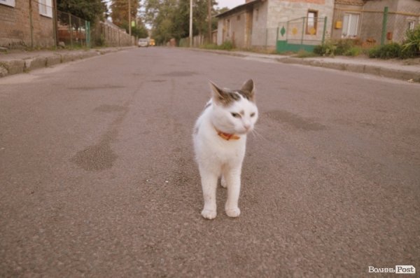 Коти - чи не єдині співрозмовники зранку. Цей кіт не дуже балакучий, хоча підійшов привітатися