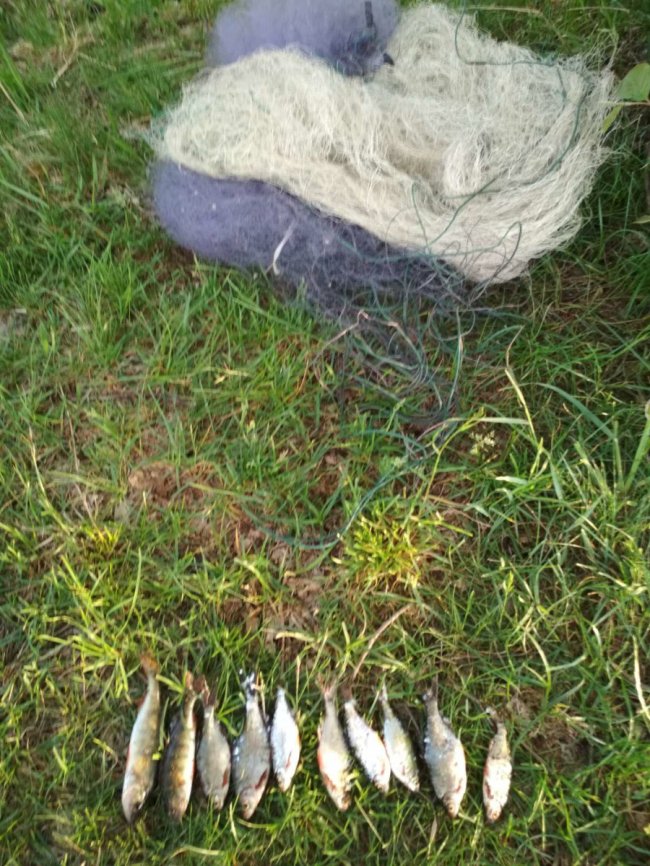 За перший тиждень червня у браконьєрів на Волині вилучили понад 10 кілограмів риби