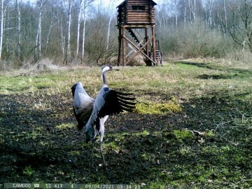 На Волині камера «впіймала» рідкісних журавлів. ФОТО